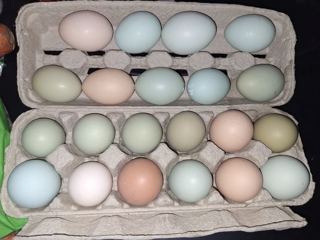 Colorful farm fresh eggs