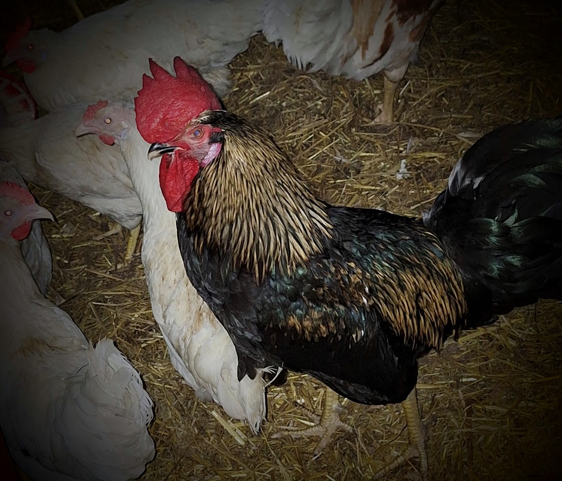 Best Chicken Breeds for Egg Production