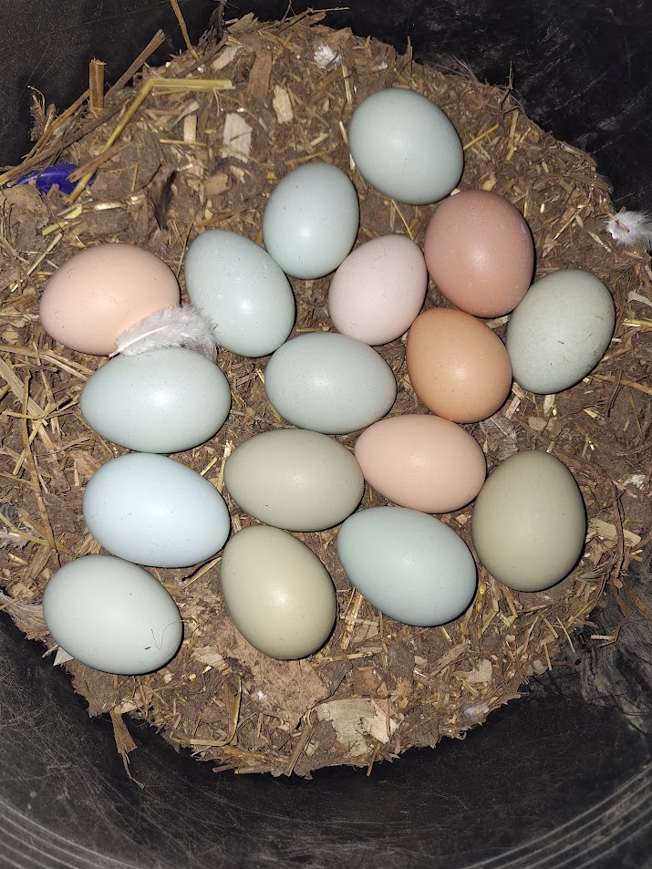 Brinsea incubator with eggs