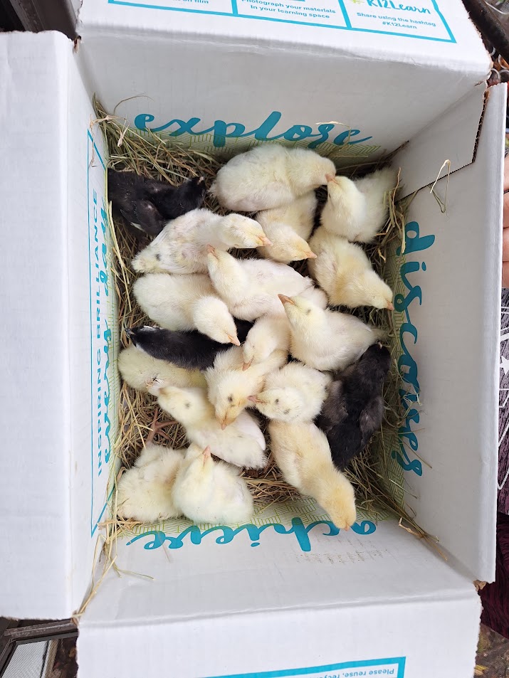 Brooder setup with chicks