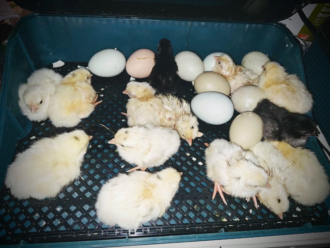 Hatching Success: 22 New Chicks Join Our Backyard Flock