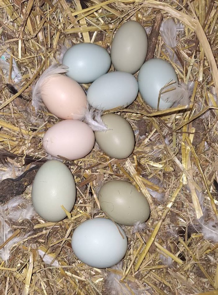 5 Traditional Egg Preservation Techniques for the Modern Homesteader