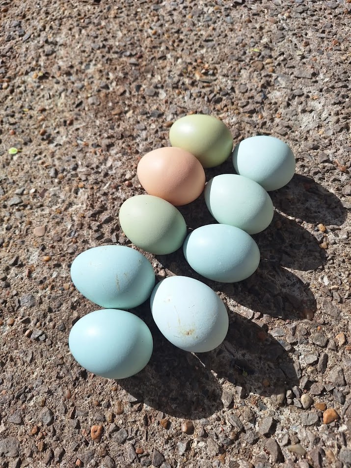 Half Dozen Blues