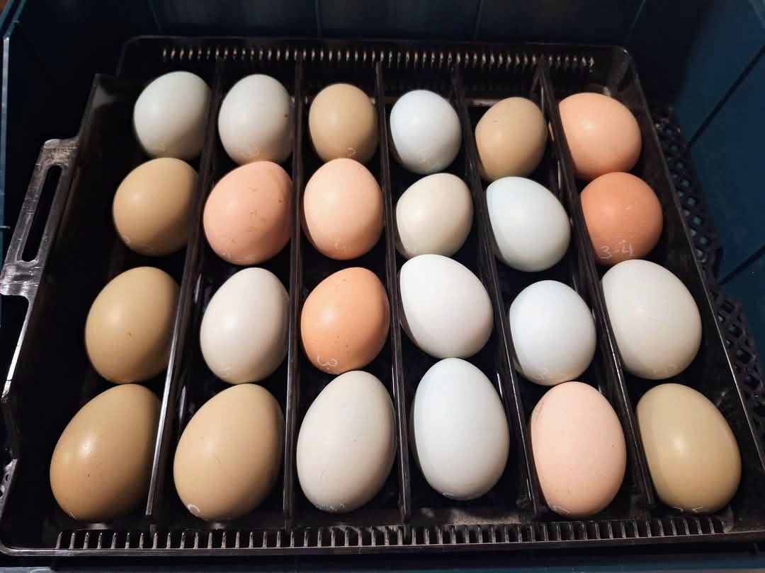 Rainbow Dozen